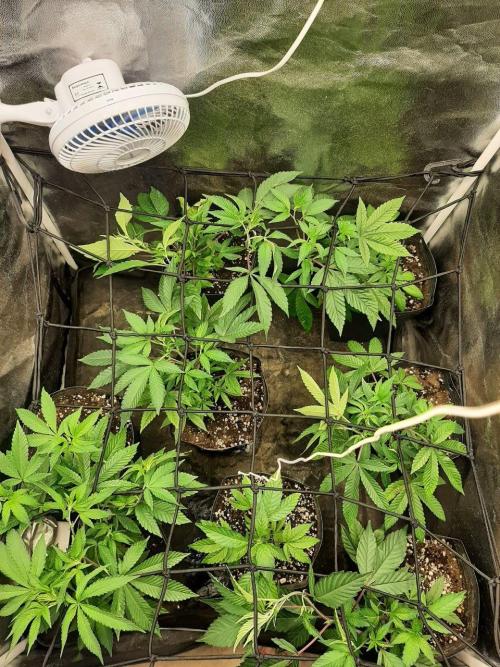 Clone race. Week 1 - Canopy ends first week and day 1 of SCROG.