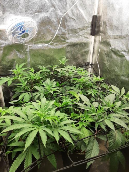 Clone race. Week 2 - Canopy end of second week and transplant day 14