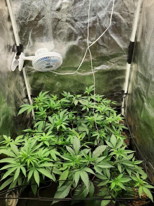 Clone race. Week 2 - Canopy end of second week and transplant day 14