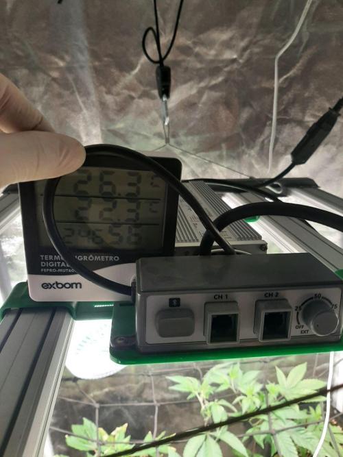 Clone race. Week 2 - Climate, humidity low due to open tent.