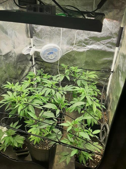 Clone race. Week 2 - Canopy end of second week and transplant day 7