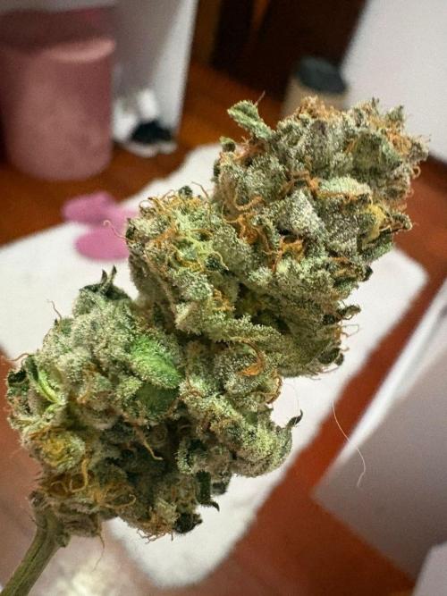 my first indoor greenhouse. Week 17