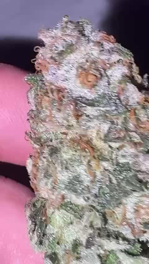 my first indoor greenhouse