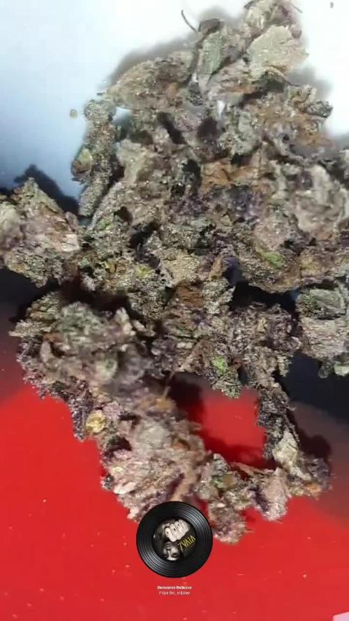 my first indoor greenhouse