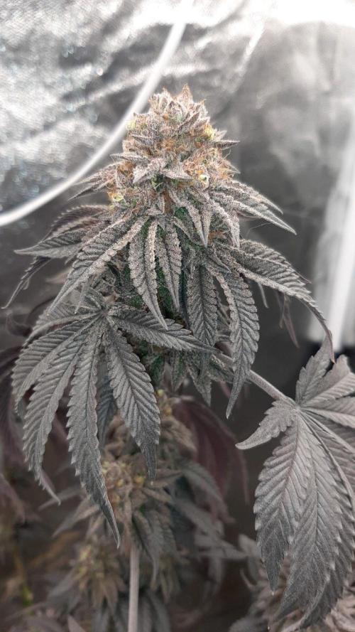 my first indoor greenhouse. Week 17 - In recent days, leaves have been drooping due to dryback.