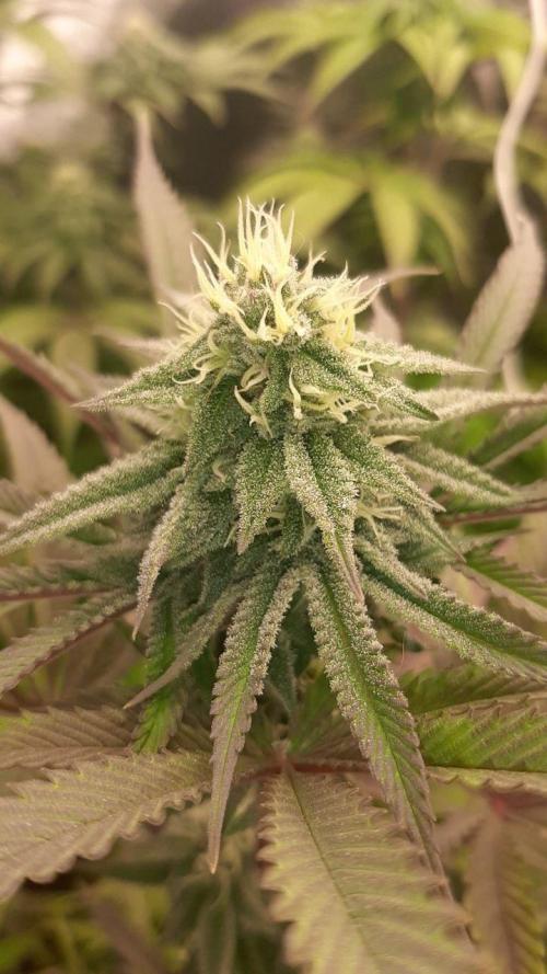 my first indoor greenhouse. Week 17