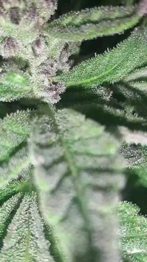 my first indoor greenhouse