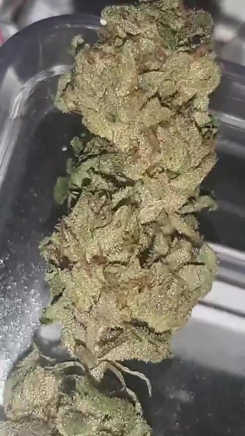 my first indoor greenhouse