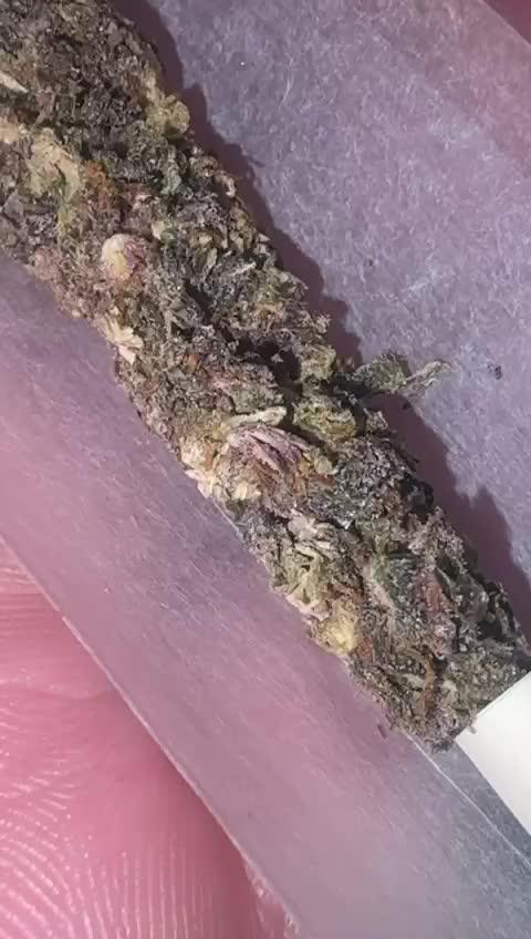 my first indoor greenhouse