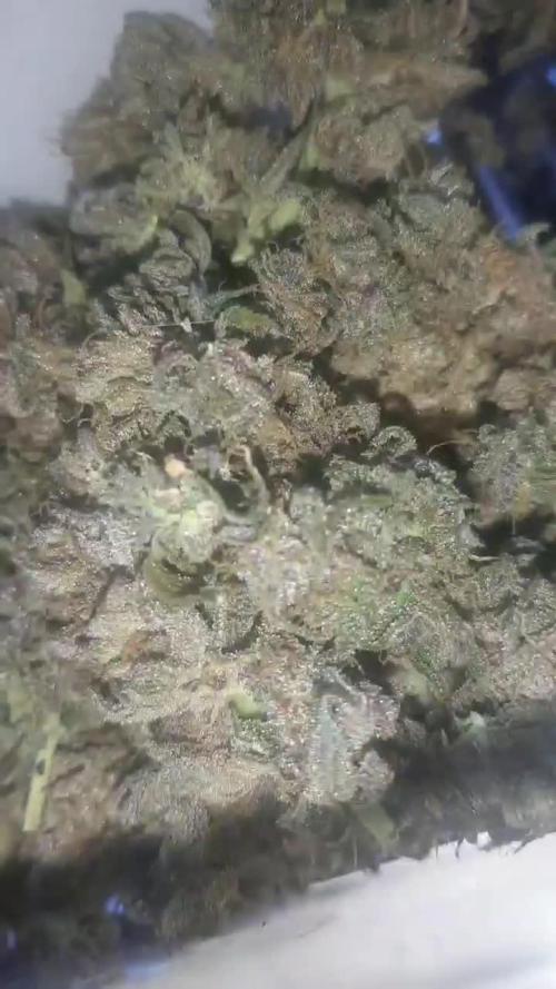 my first indoor greenhouse