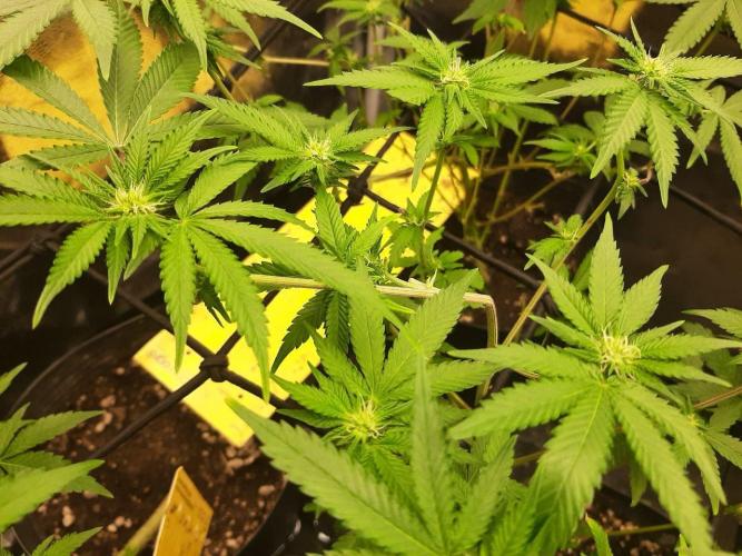 Clone race. Week 4 - 3 hours after