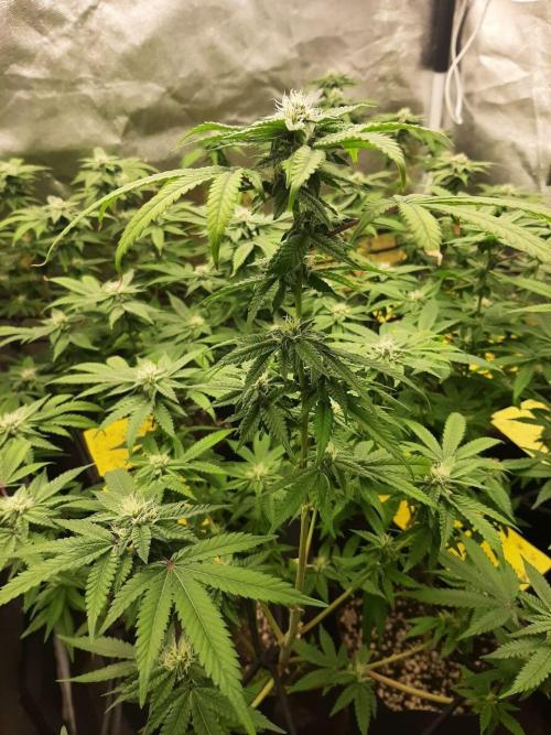 Clone race. Week 6 - Pure Glitter#1