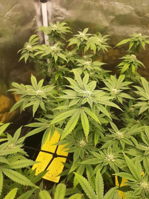 Clone race. Week 6 - Pure Glitter#2