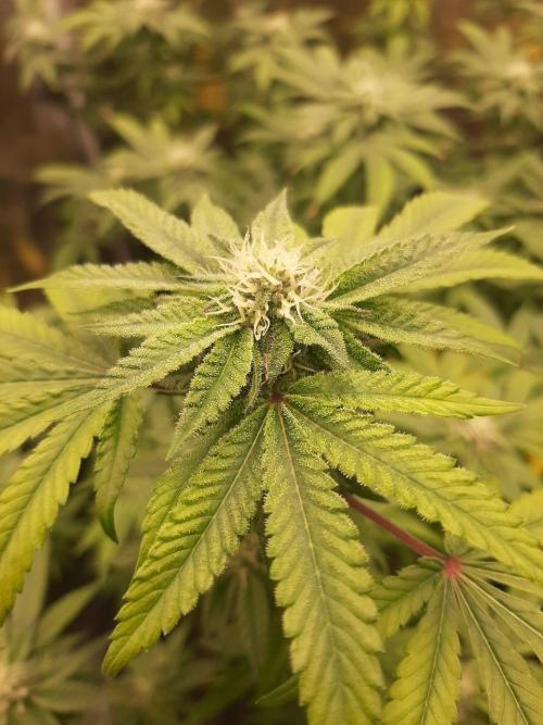 Clone race. Week 6 - Pure Glitter#1