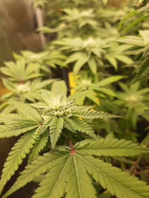 Clone race. Week 6 - Pure Glitter#1