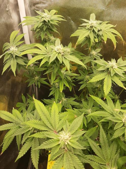 Clone race. Week 6 - Pure Glitter#2