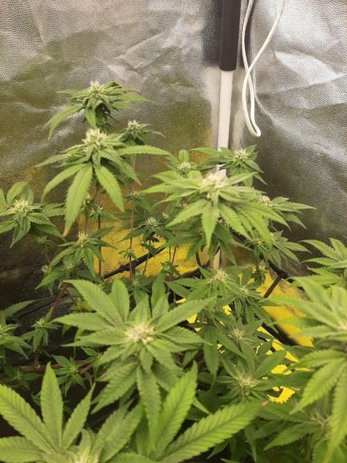 Clone race. Week 6 - Bakers Delight