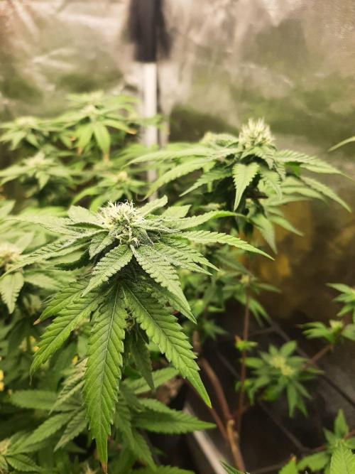 Clone race. Week 6 - Bakers Delight