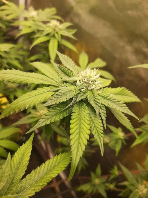 Clone race. Week 6 - Bakers Delight