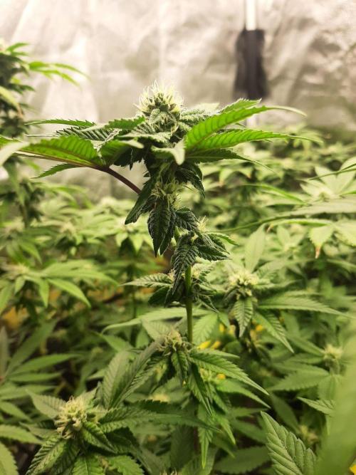 Clone race. Week 6 - Bakers Delight