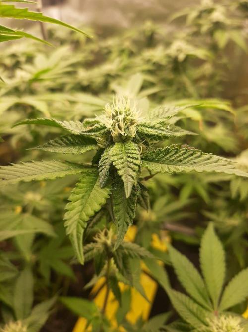 Clone race. Week 6 - Bakers Delight