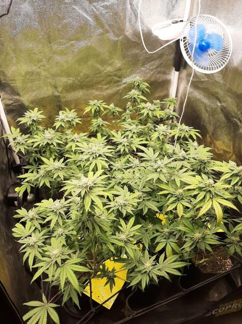 Clone race. Week 7