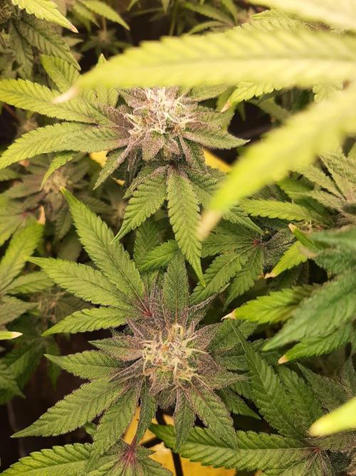 Clone race. Week 8 - Pure Glitter