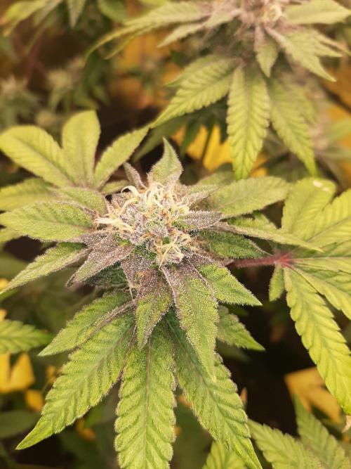 Clone race. Week 8 - Pure Glitter