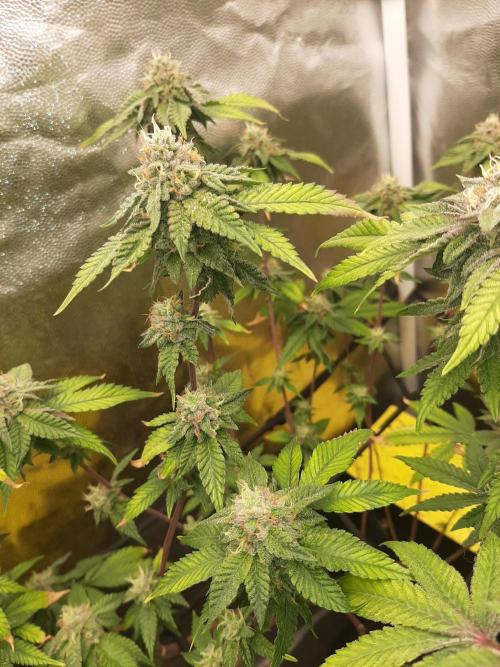 Clone race. Week 8 - Bakers Delight