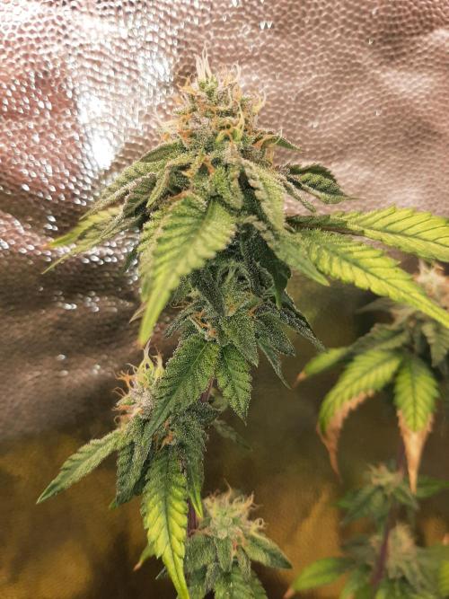 Clone race. Week 8 - Bakers Delight