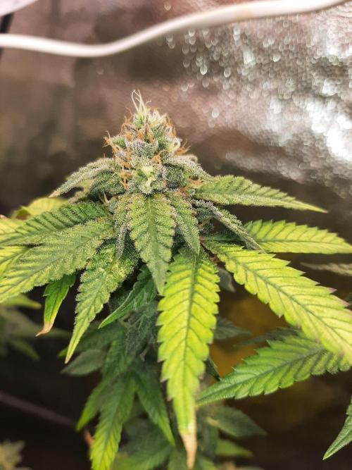 Clone race. Week 8 - Bakers Delight