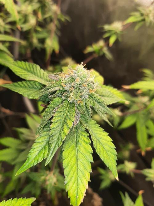 Clone race. Week 8 - Bakers Delight