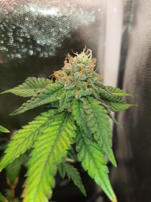 Clone race. Week 8 - Bakers Delight