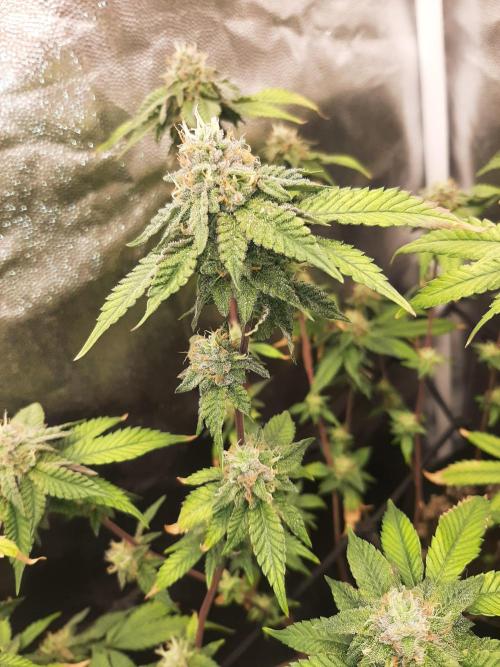 Clone race. Week 8 - Bakers Delight