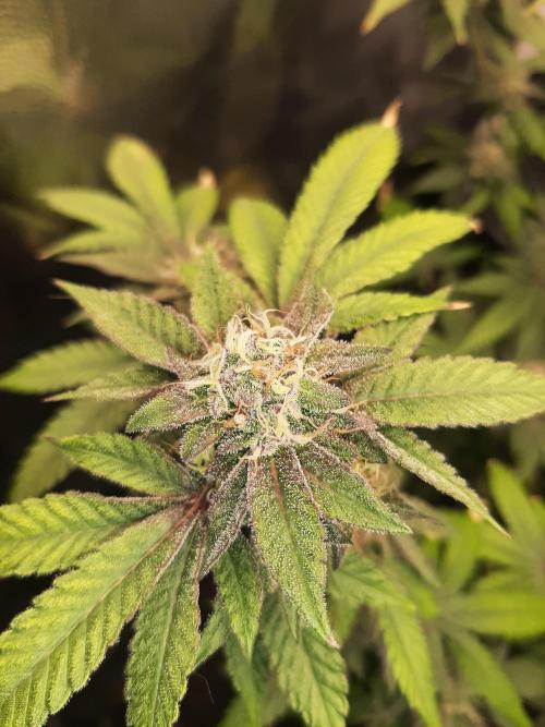 Clone race. Week 8 - Pure Glitter