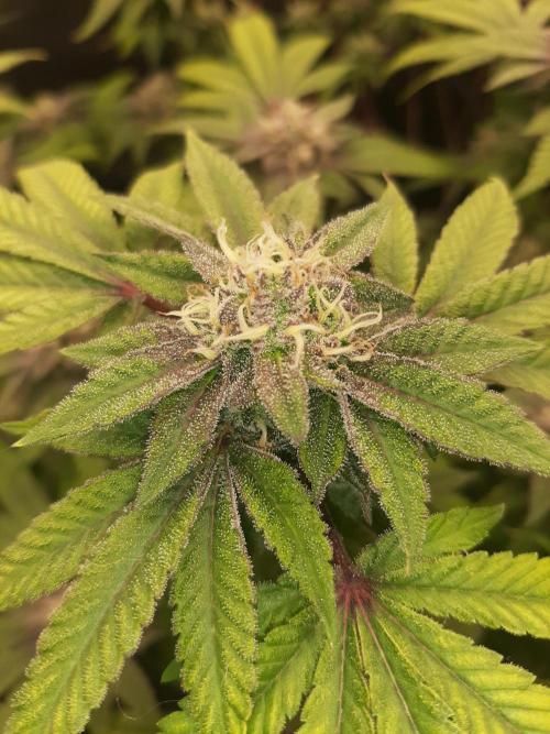 Clone race. Week 8 - Pure Glitter