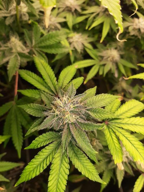 Clone race. Week 8 - Pire Glitter