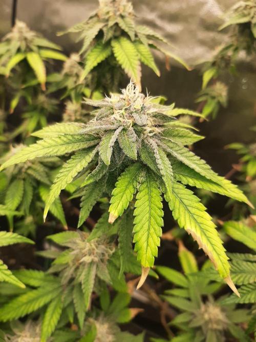 Clone race. Week 8 - Pire Glitter