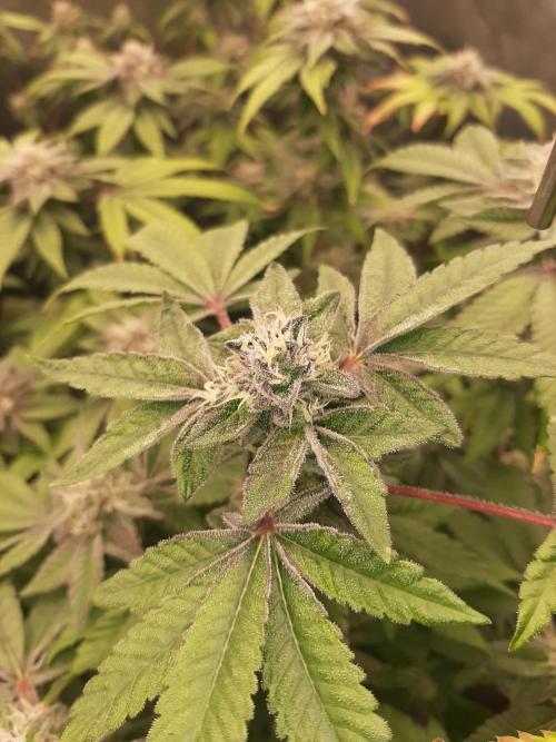 Clone race. Week 8 - Pure Glitter