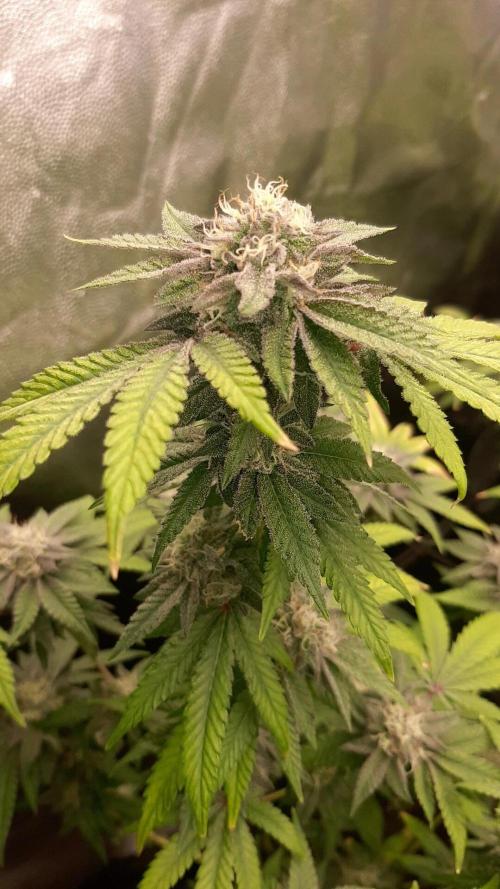 Clone race. Week 8 - Pure Glitter