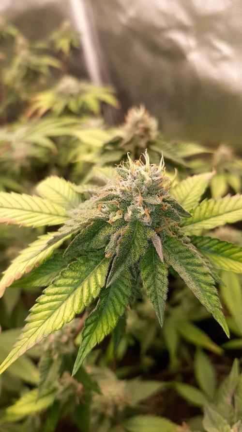 Clone race. Week 8 - Bakers Delight