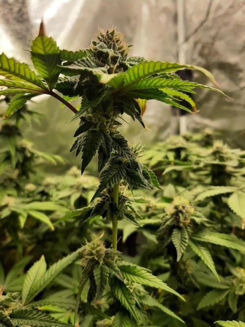 Clone race. Week 8 - Bakers Delight