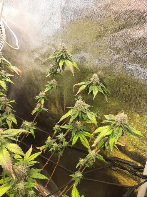 Clone race. Week 9 - Bakers Deligth