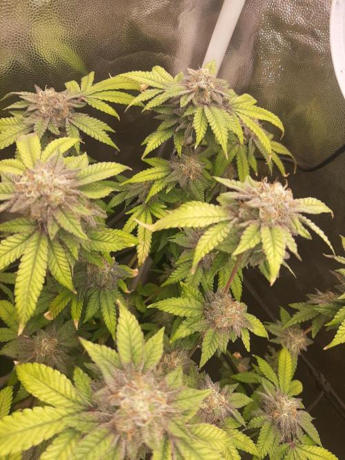 Clone race. Week 9 - Pure Glitter