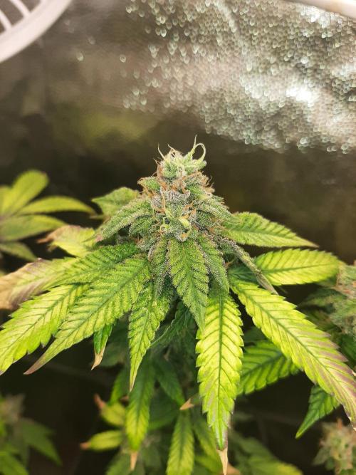 Clone race. Week 9 - Bakers Deligth