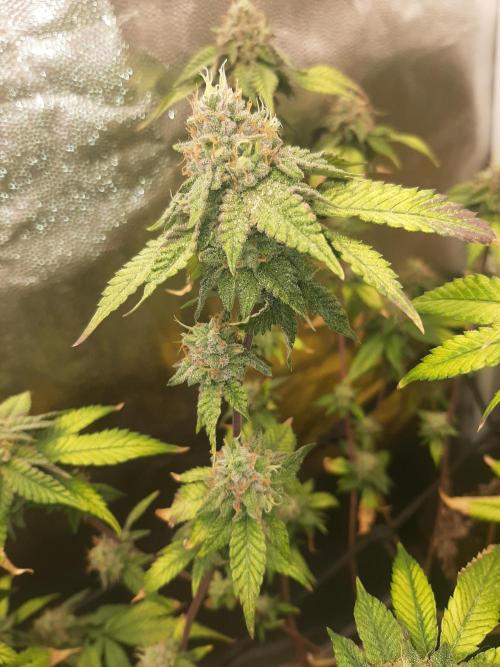 Clone race. Week 9 - Bakers Deligth