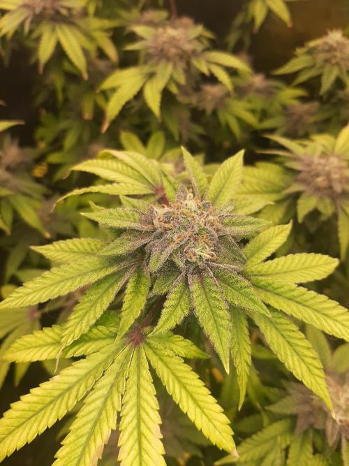 Clone race. Week 9 - Pure Glitter