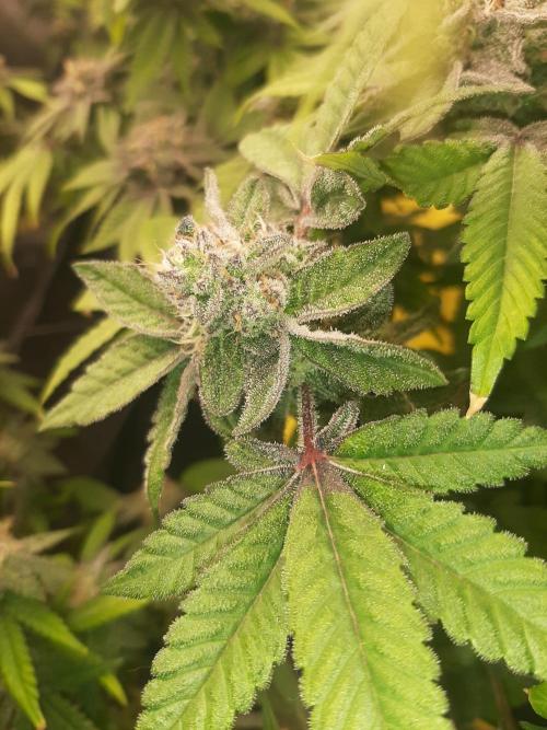 Clone race. Week 9 - Pure Glitter