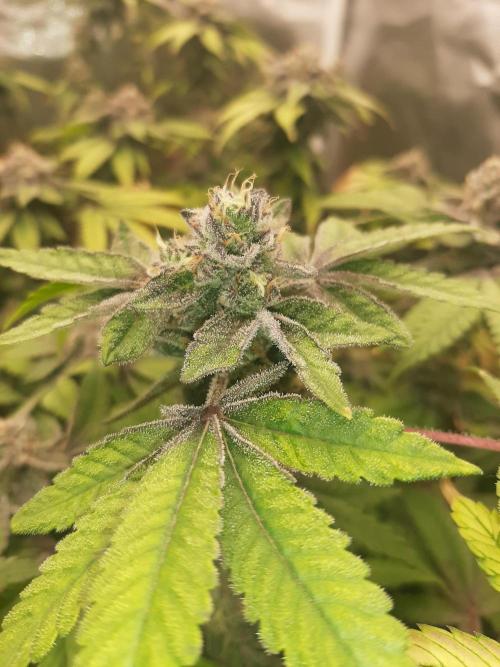 Clone race. Week 9 - Pure Glitter