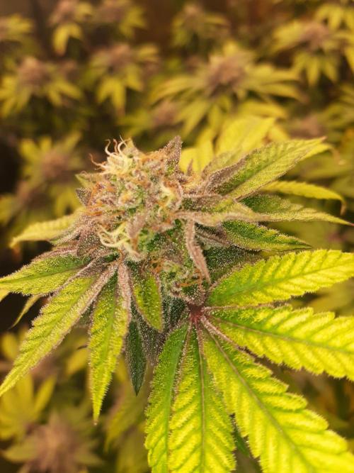 Clone race. Week 9 - Pure Glitter